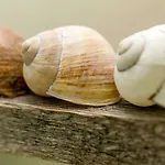 Hoamelig